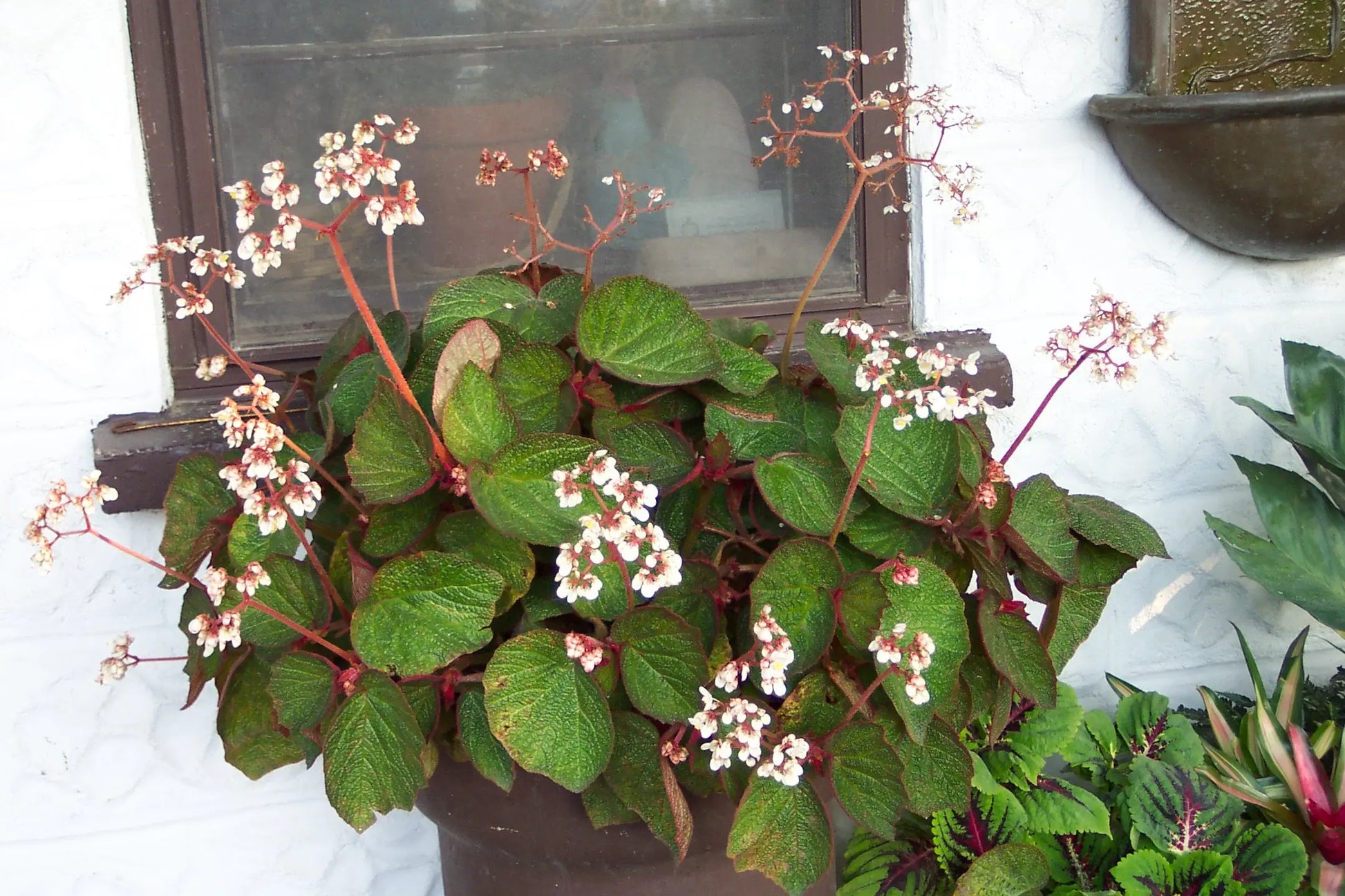 Begonia Morocco - Mason House Garden