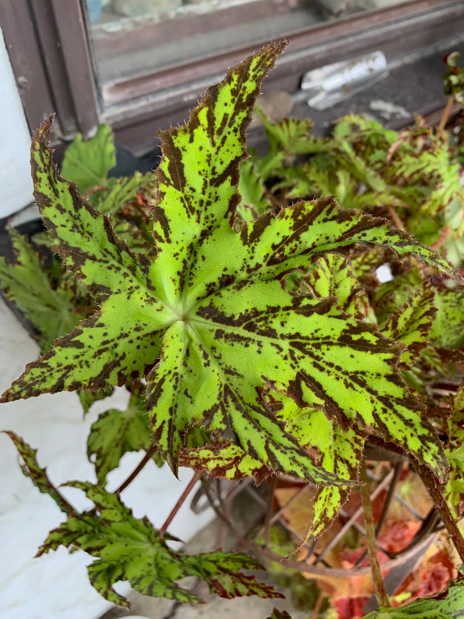 Begonia Phoe's Cleo - Mason House Garden