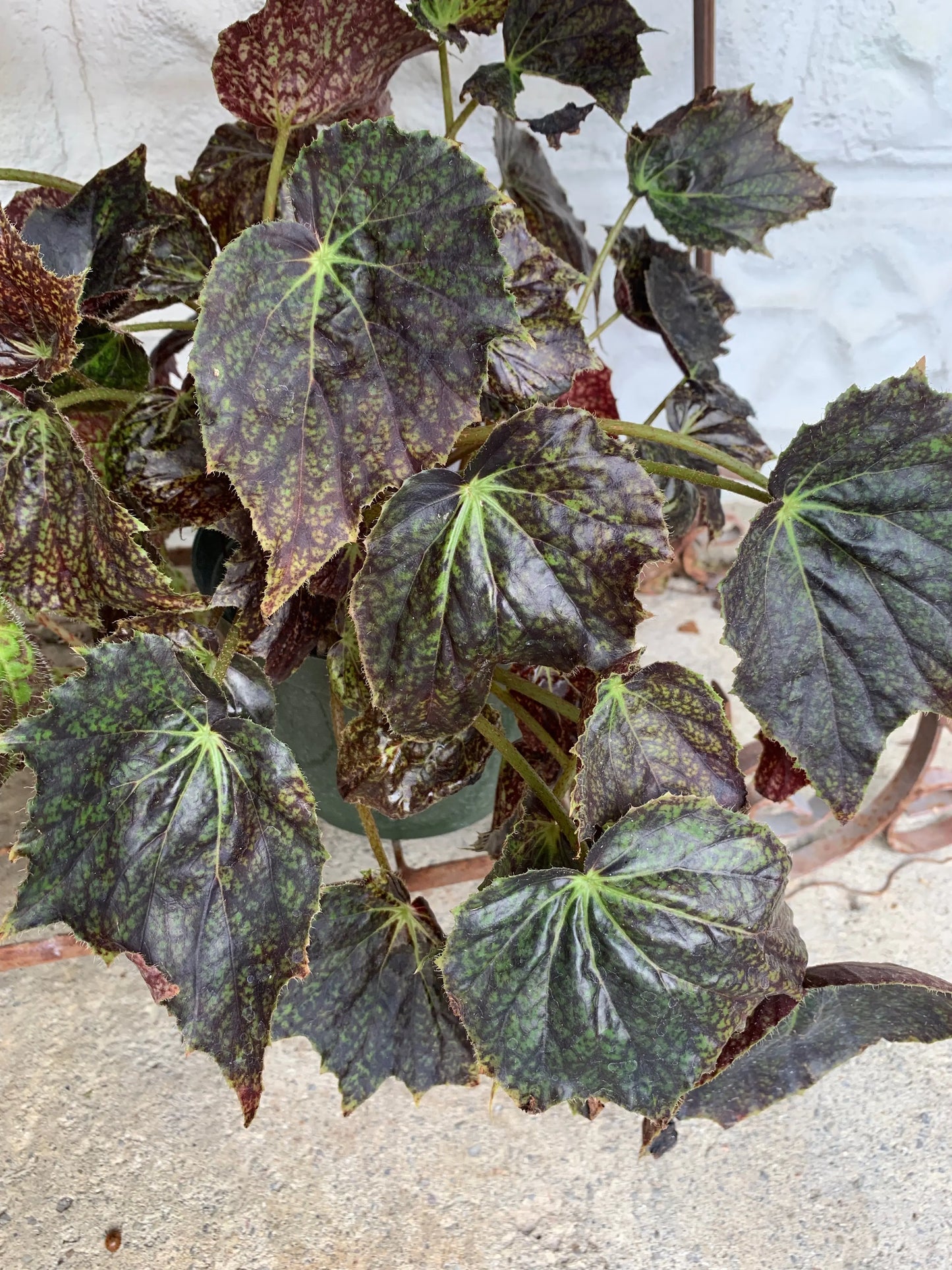 Begonia Plover - Mason House Garden