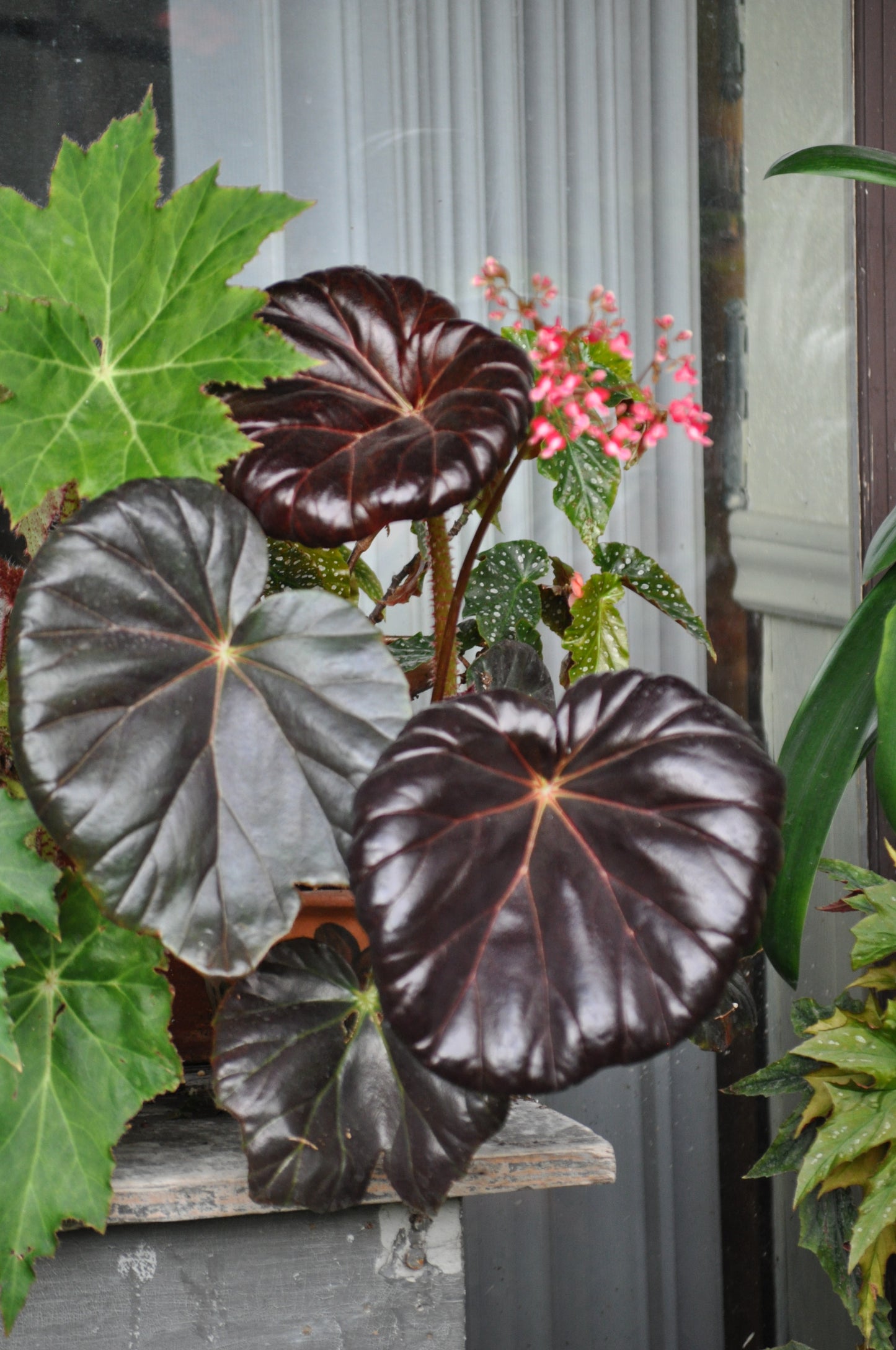 Begonia Red Fred