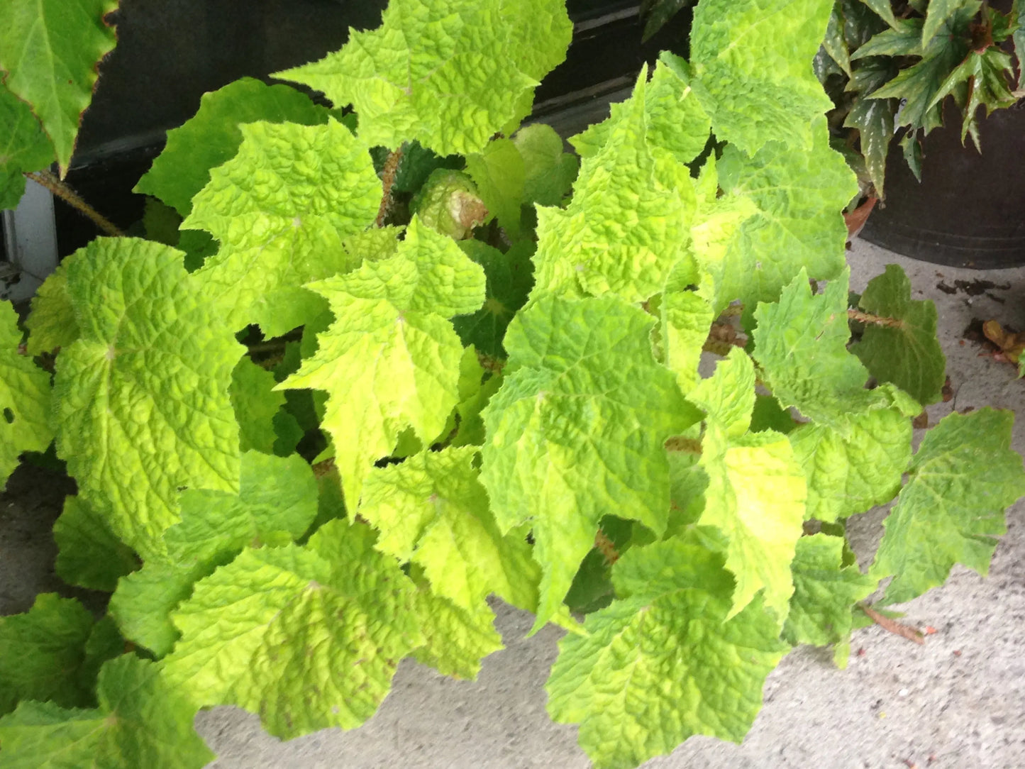 Begonia Snoopy - Mason House Garden