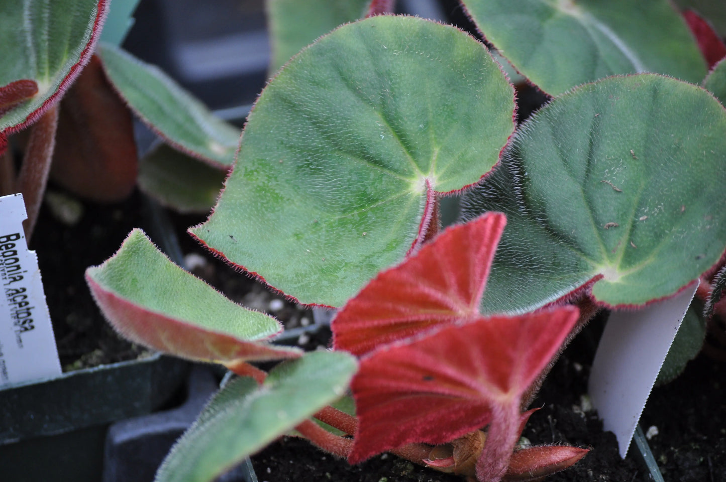 Begonia acetosa - Mason House Garden