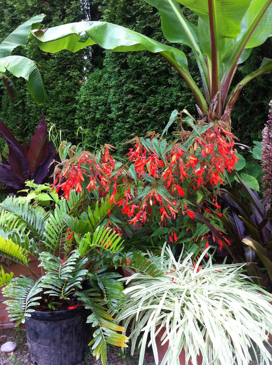 Begonia boliviensis 'Santa Cruz' - Mason House Garden