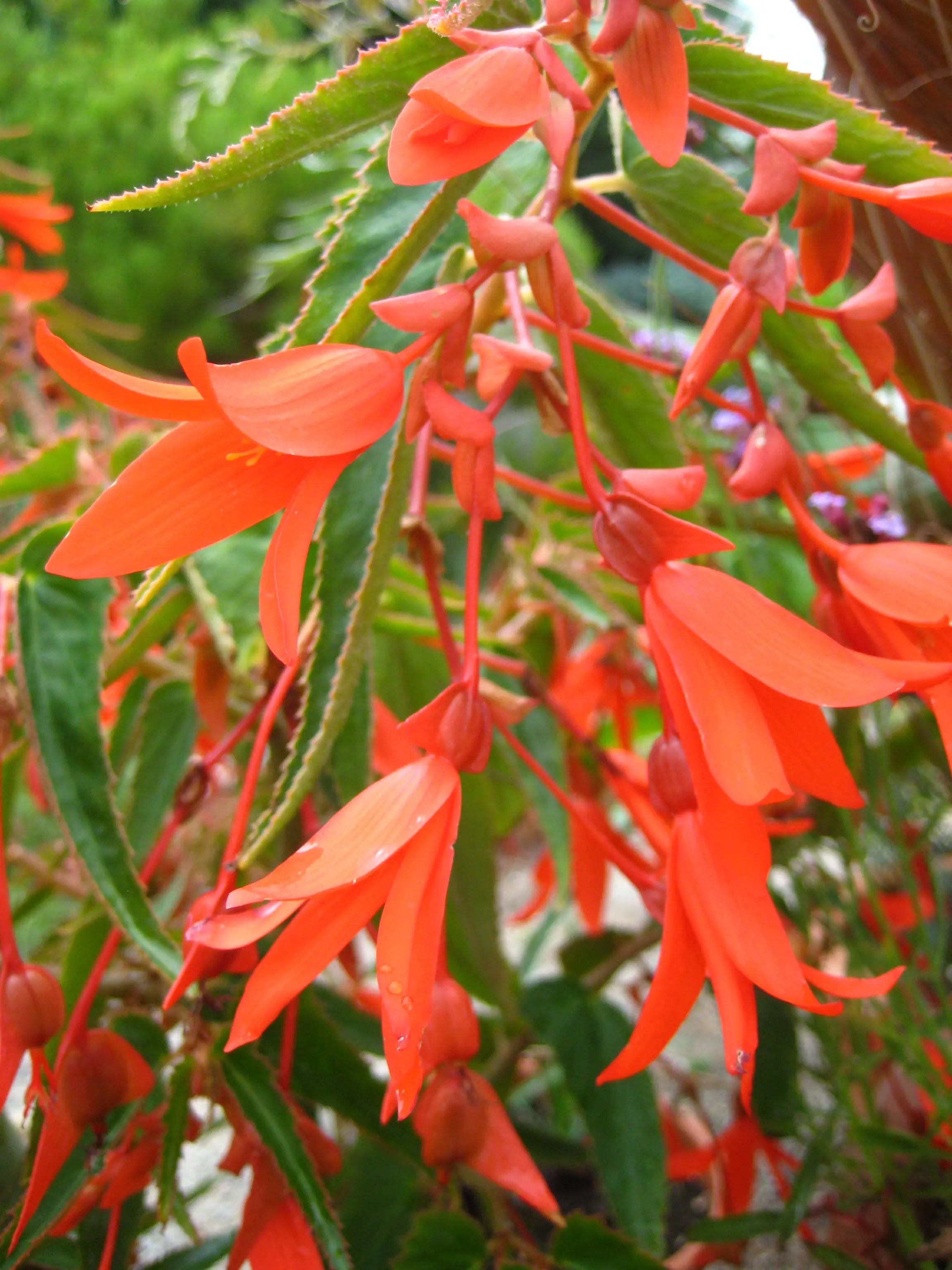 Begonia boliviensis 'Santa Cruz' – Mason House Garden