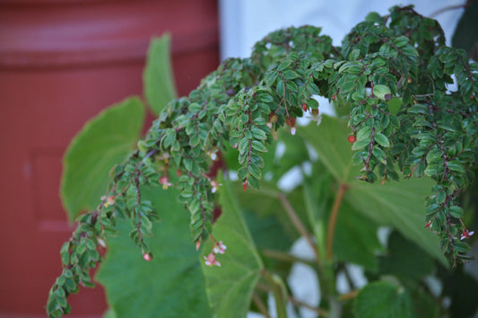 Begonia foliosa - Mason House Garden