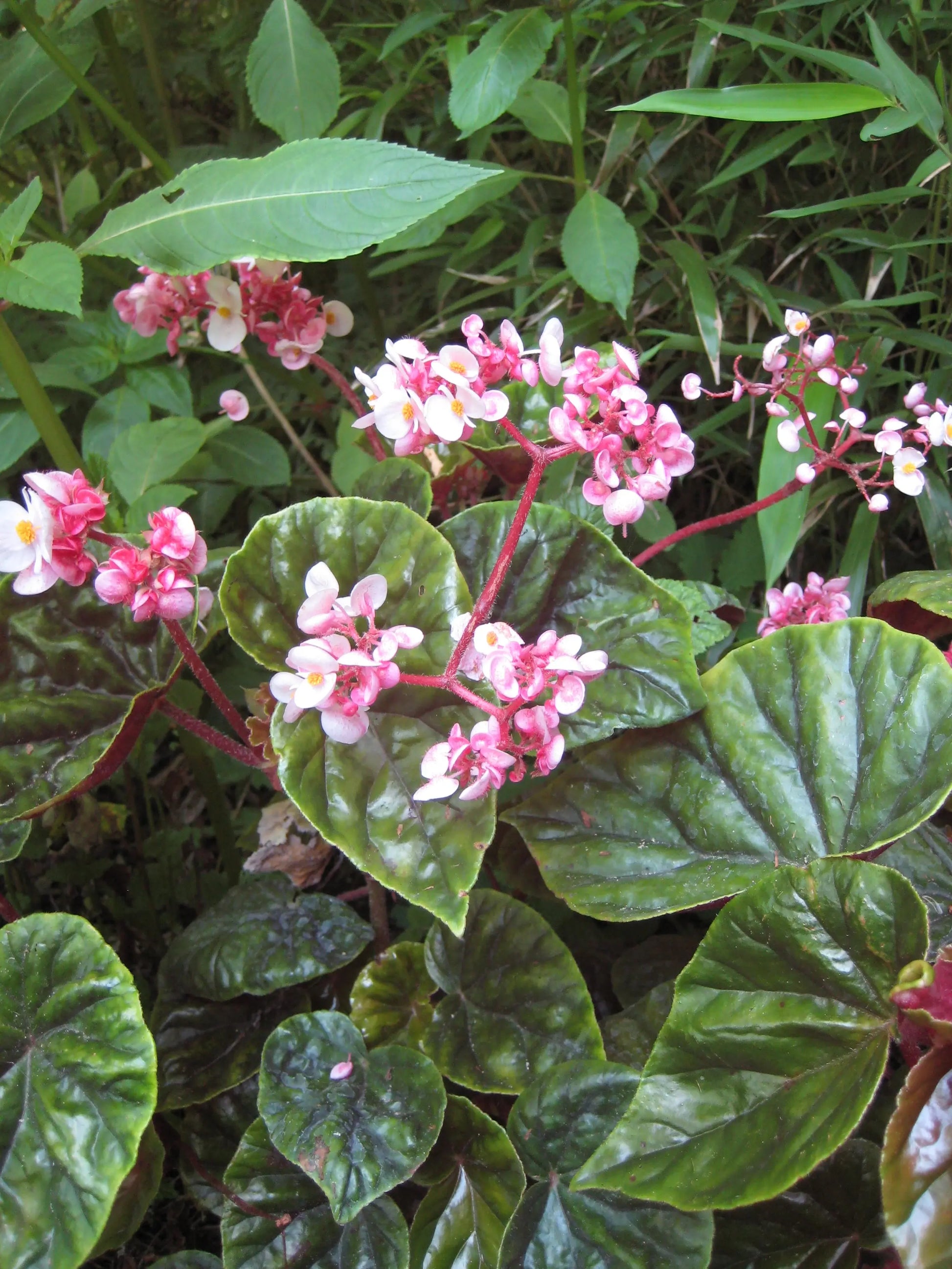 Begonia Thurstonii - Mason House Garden