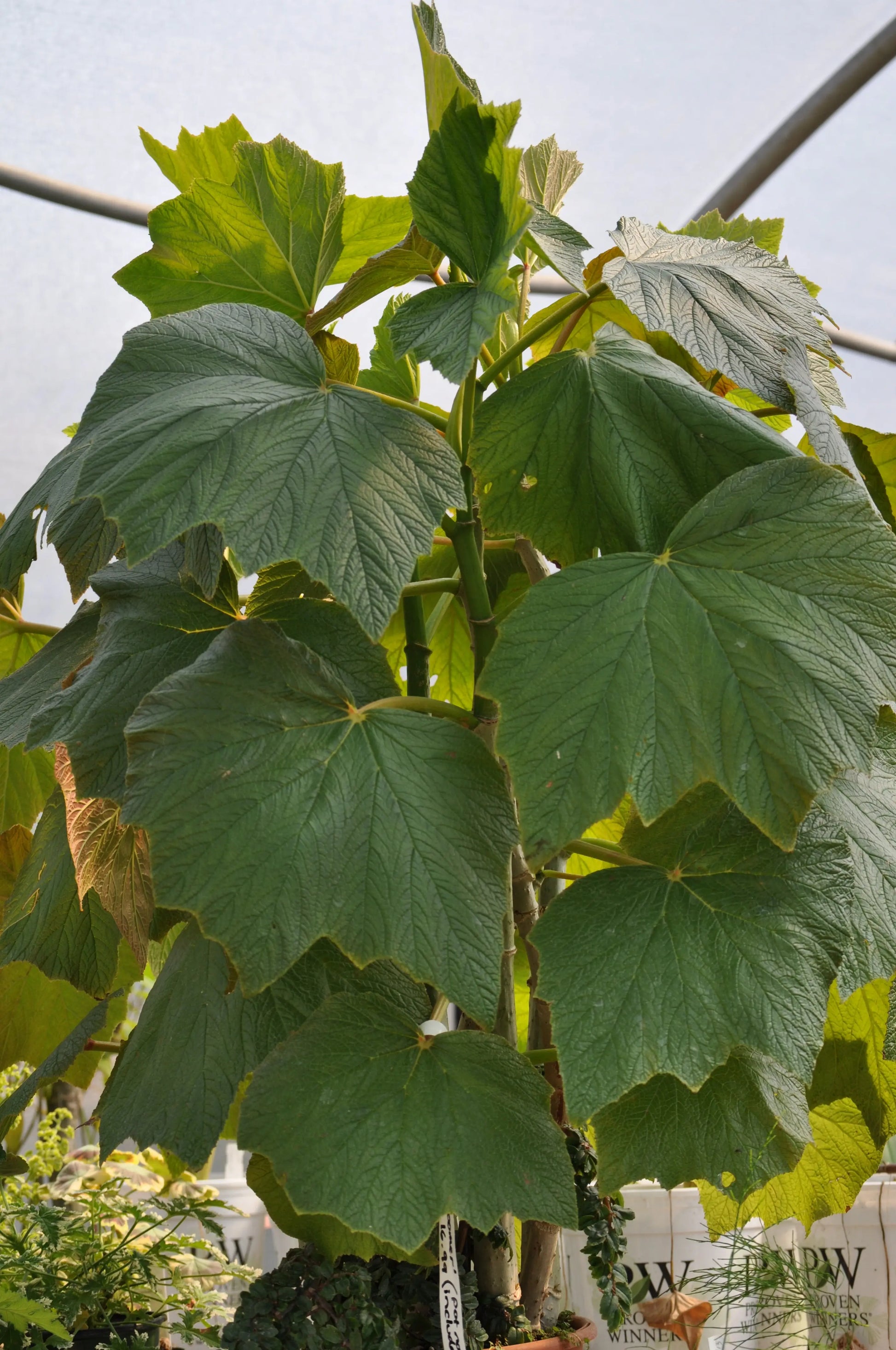 Begonia valida - Mason House Garden