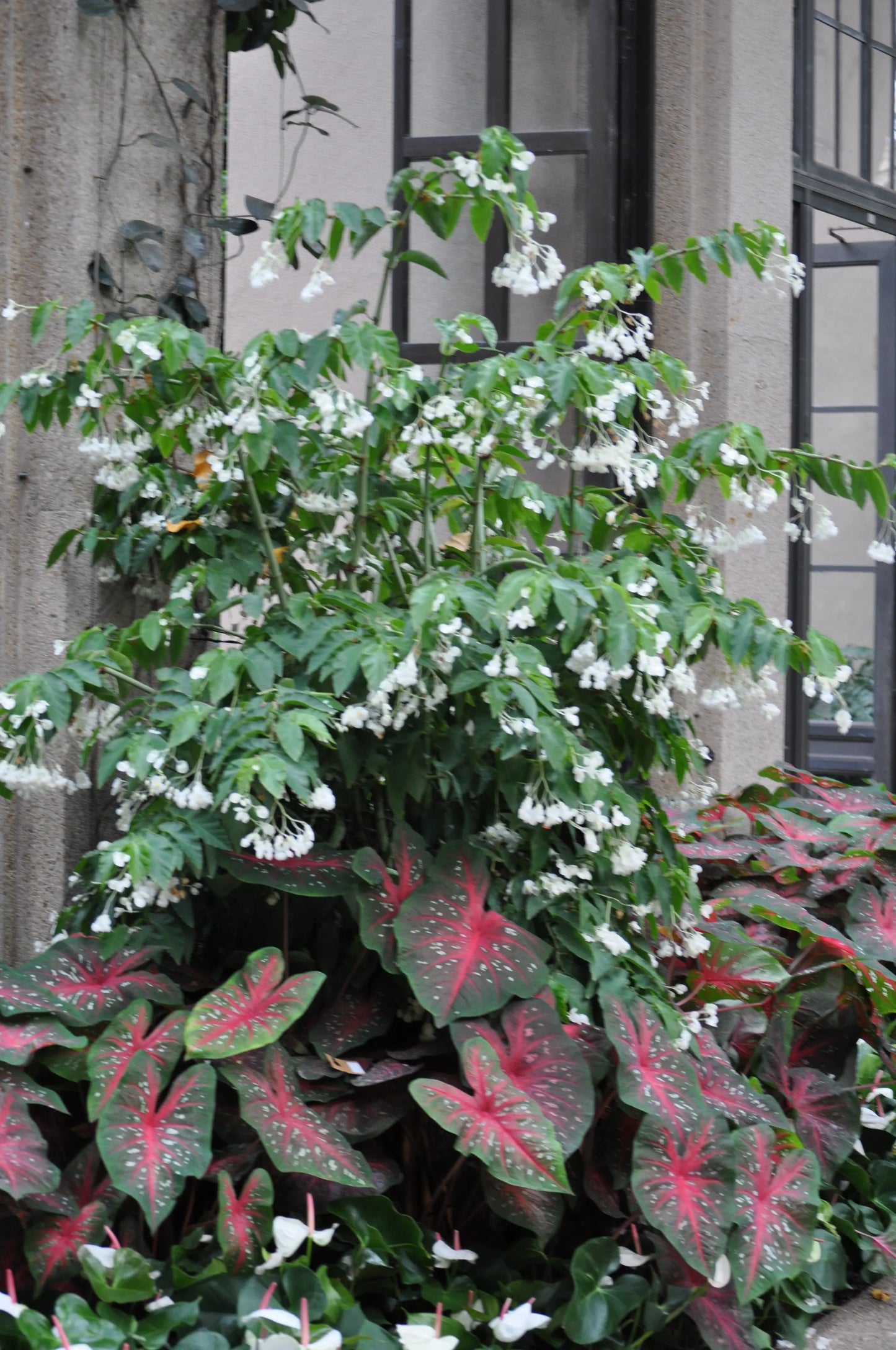 Begonia NOID White cane-type - Mason House Garden