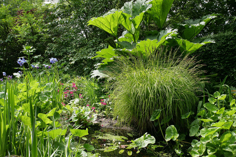 Branklyn Garden plants, image property of National Trust of Scotland.