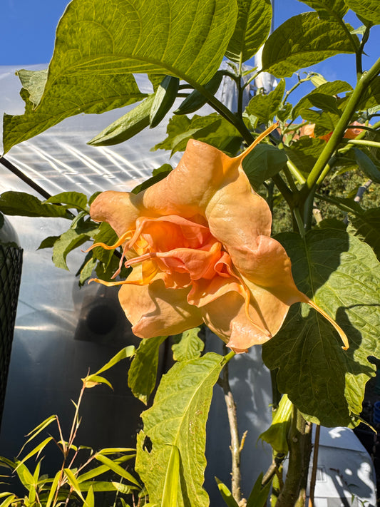 Brugmansia Fruit Salad