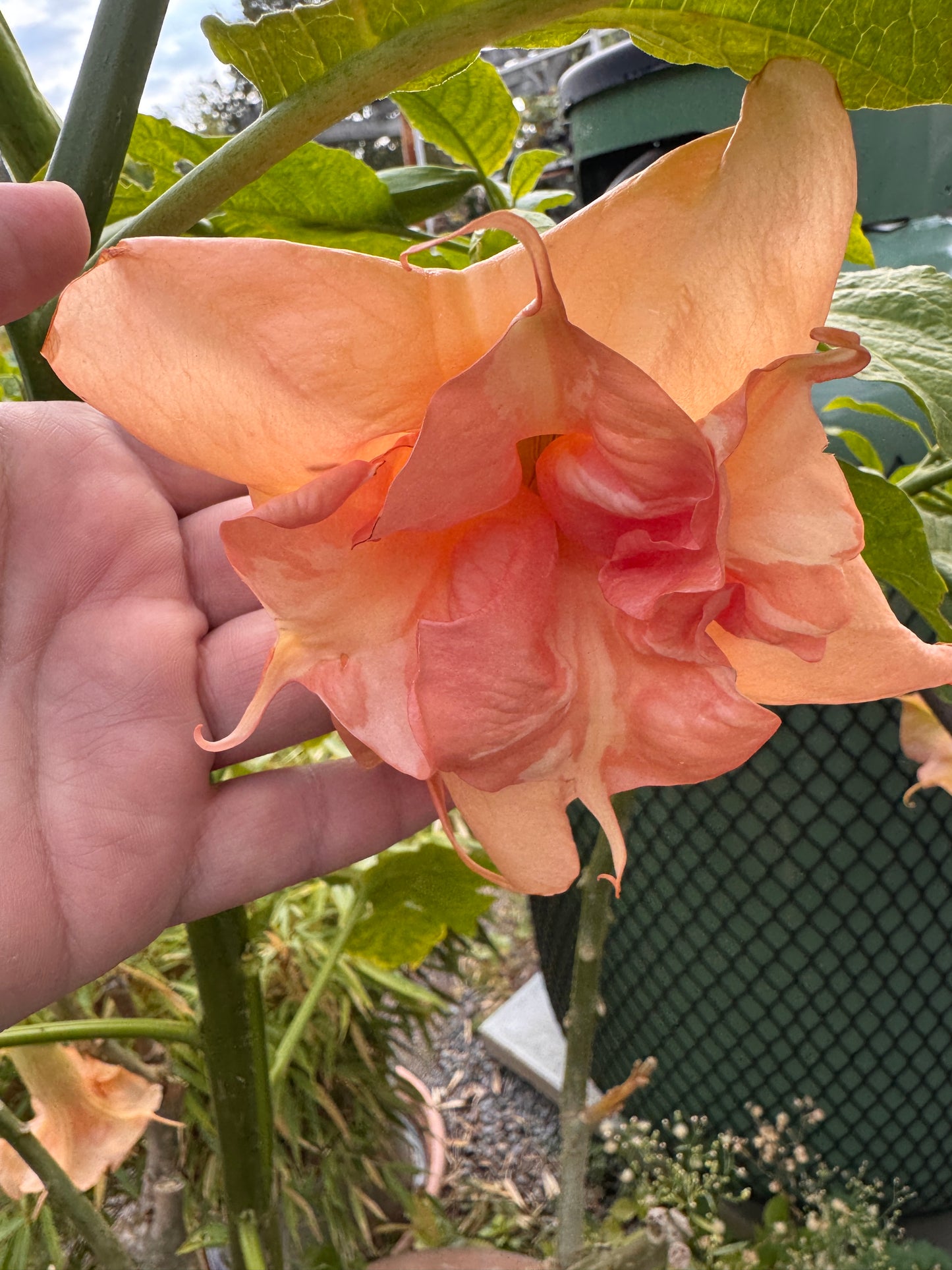 Brugmansia Fruit Salad