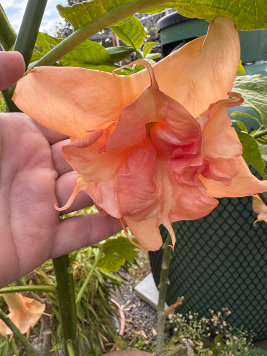 Brugmansia Fruit Salad