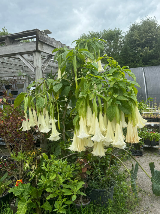 Brugmansia Kongmansia