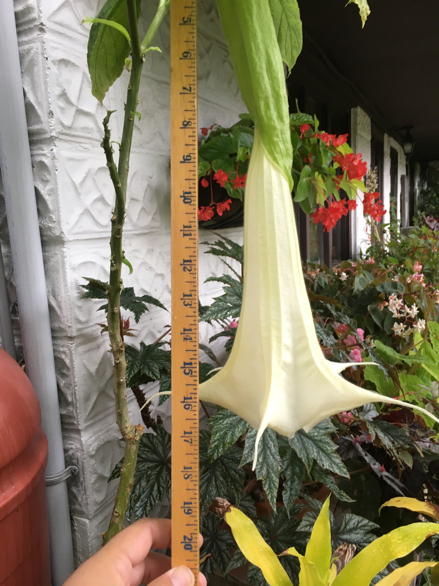 Brugmansia Kongmansia