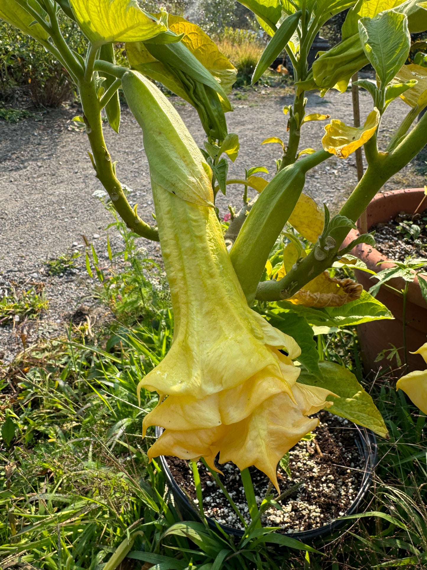 Brugmansia Triple A