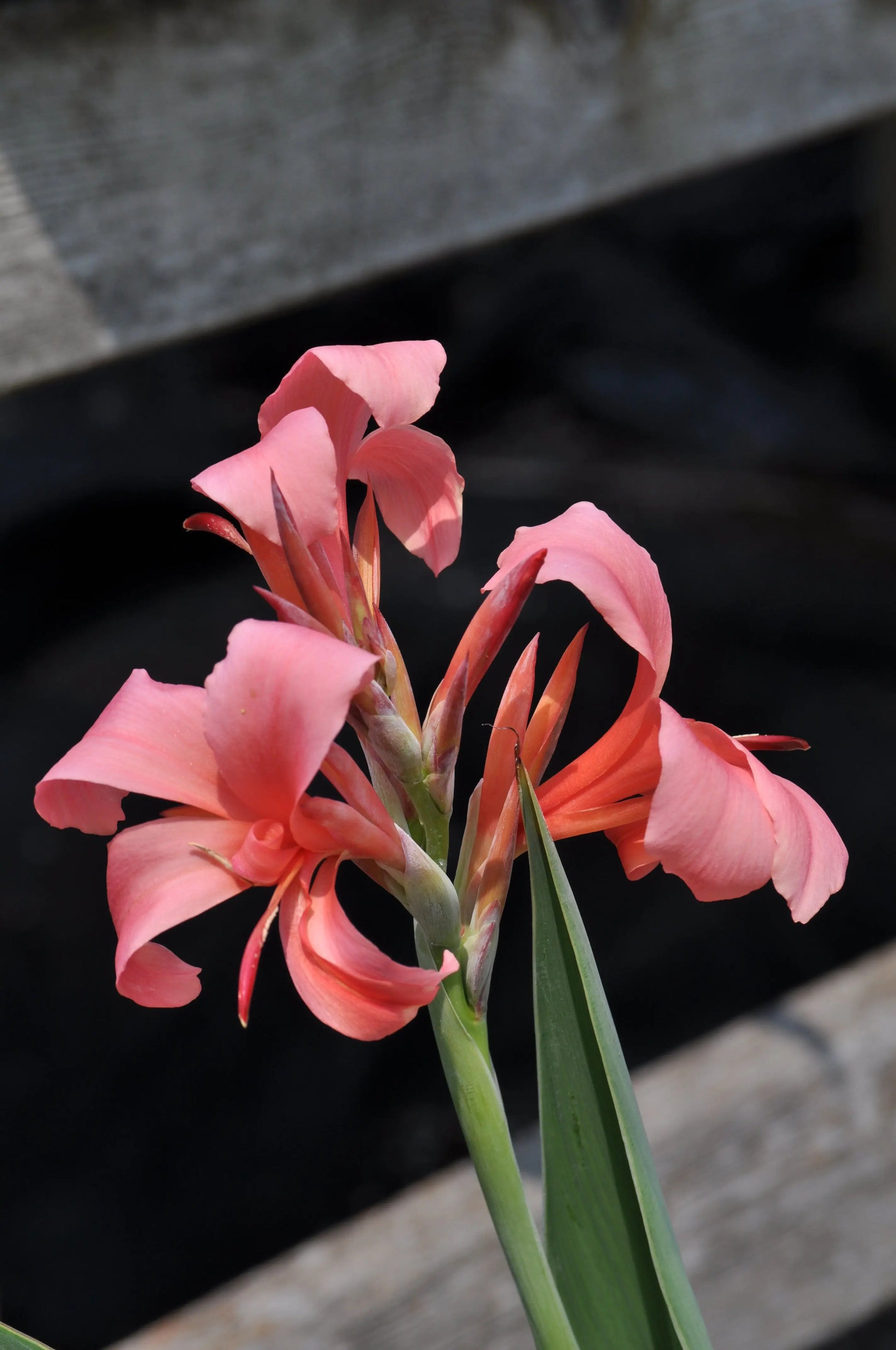 Canna Erebus - Mason House Garden