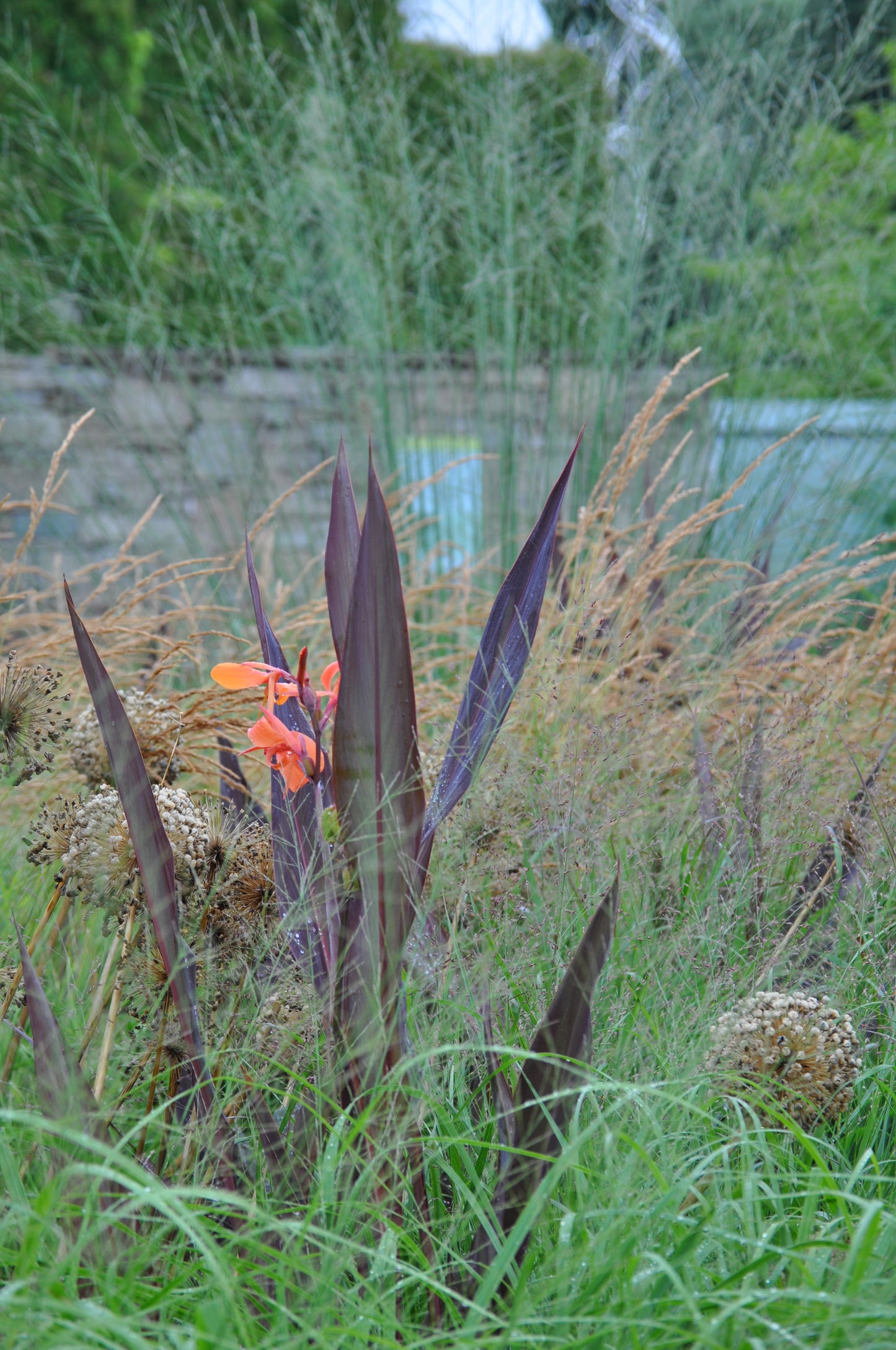 Canna Intrigue