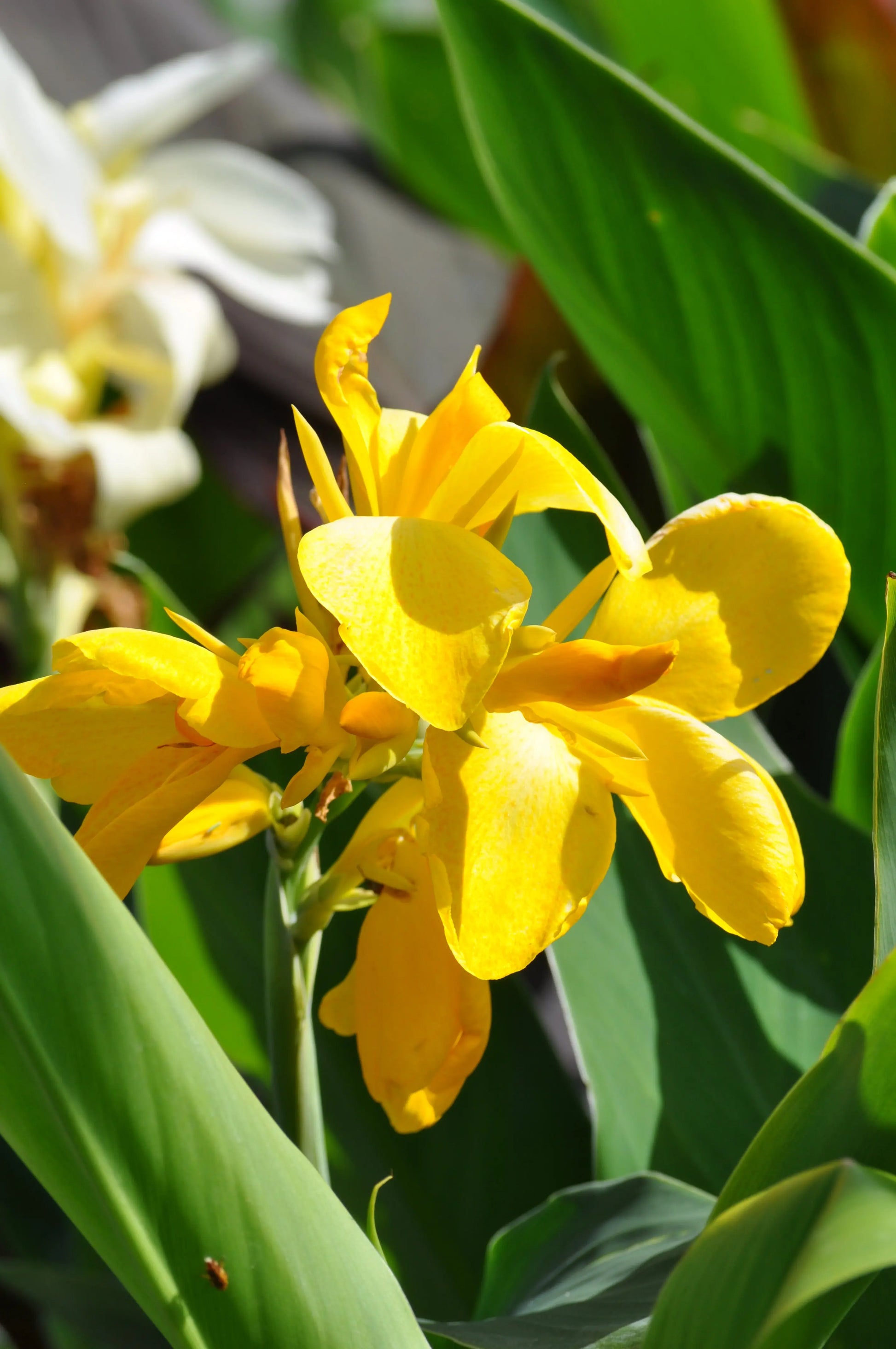 Canna Lemon Punch - Mason House Garden