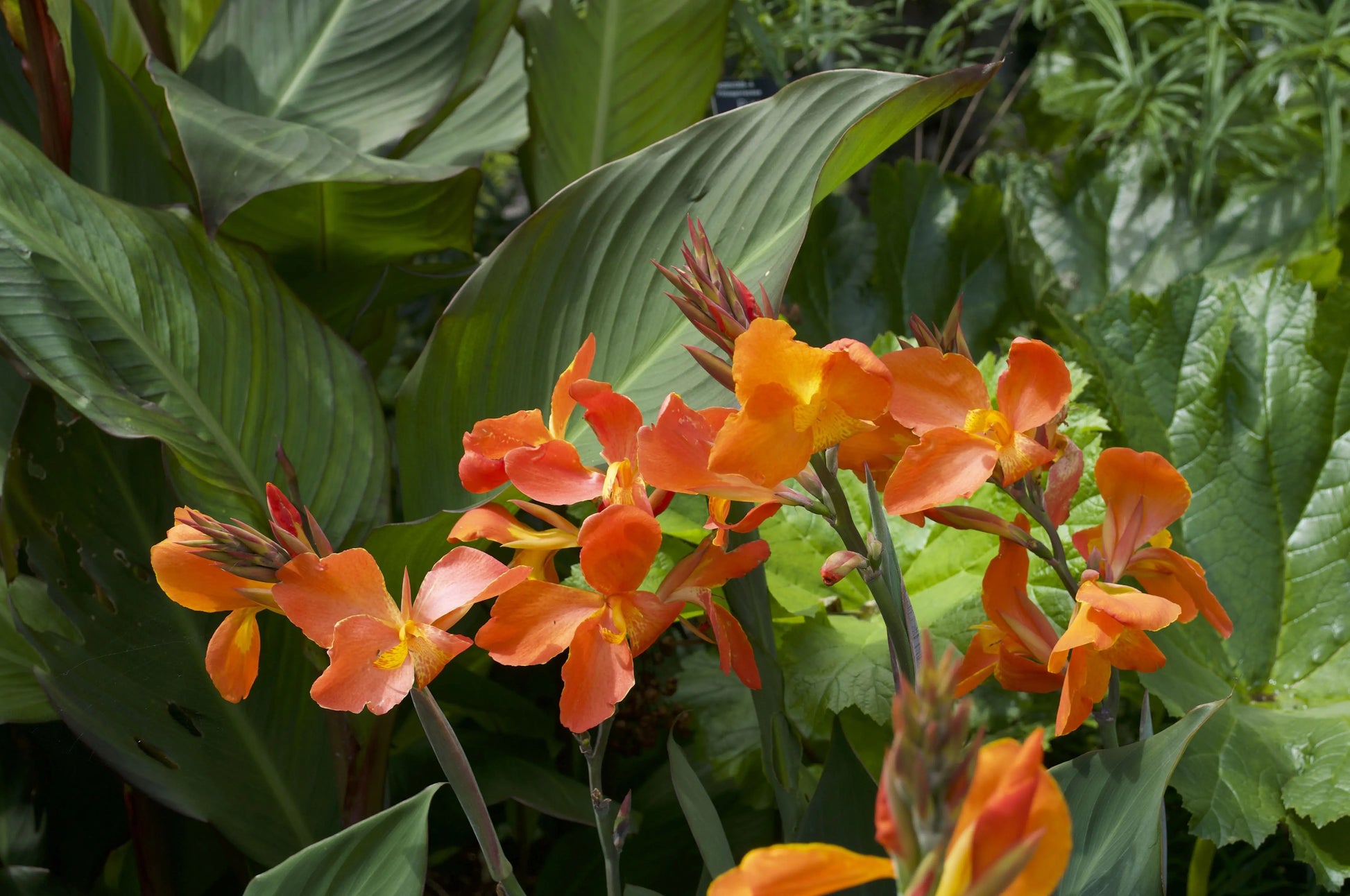 Canna Orange Punch - Mason House Garden