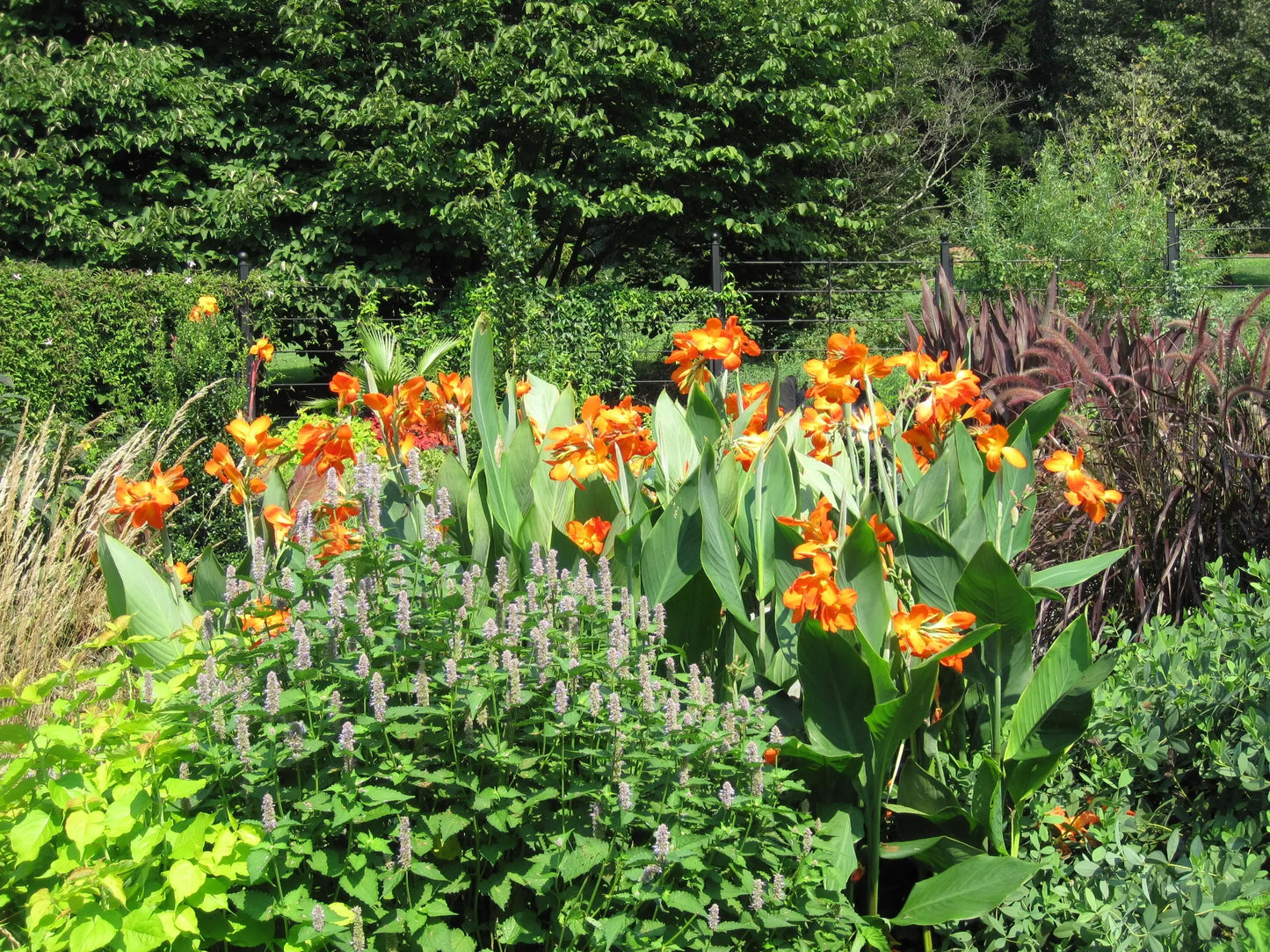 Canna Orange Punch - Mason House Garden