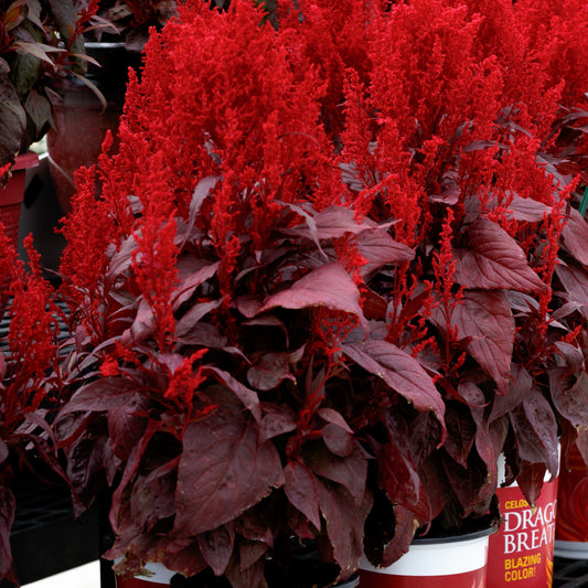 Celosia Dragon's Breath