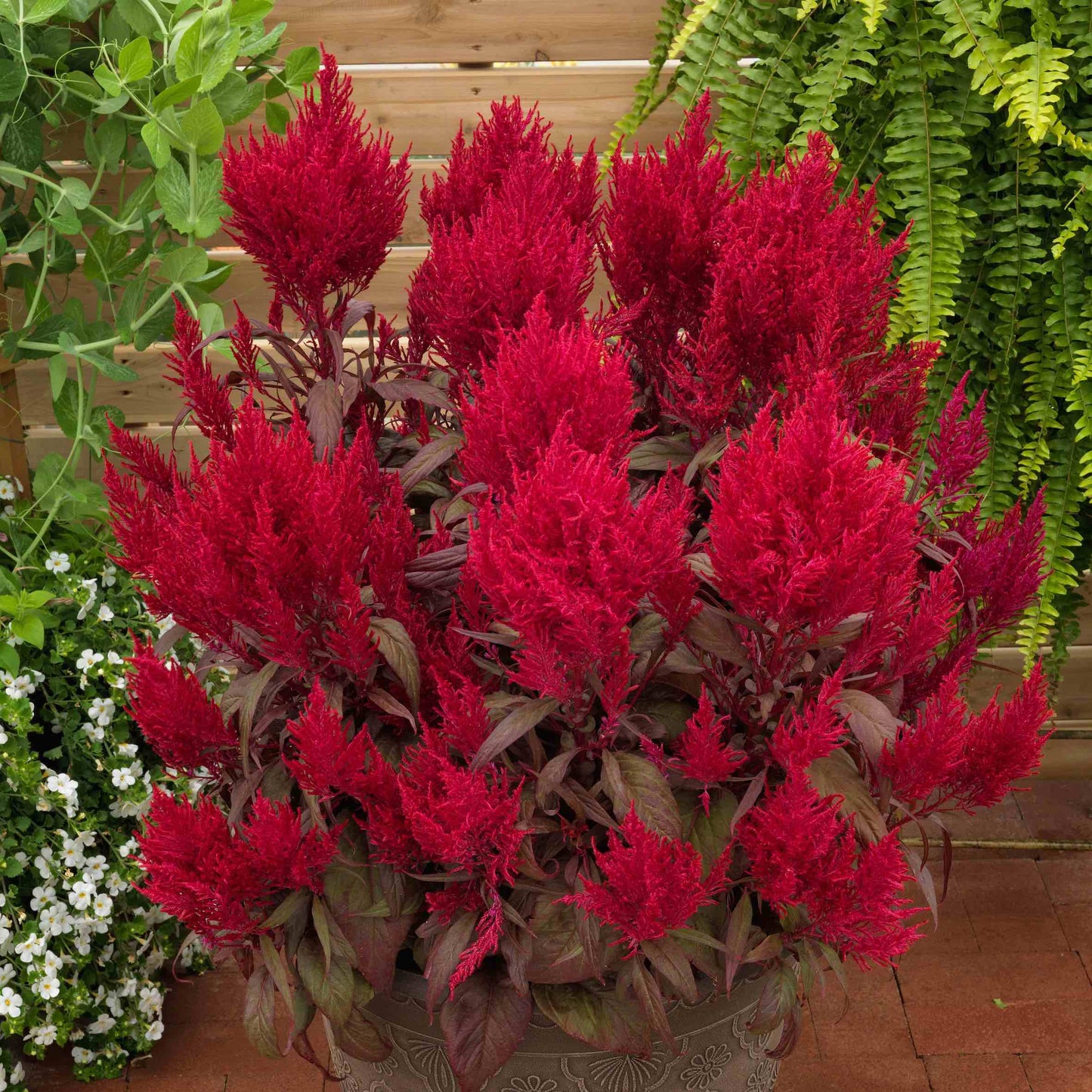 Celosia Dragon's Breath