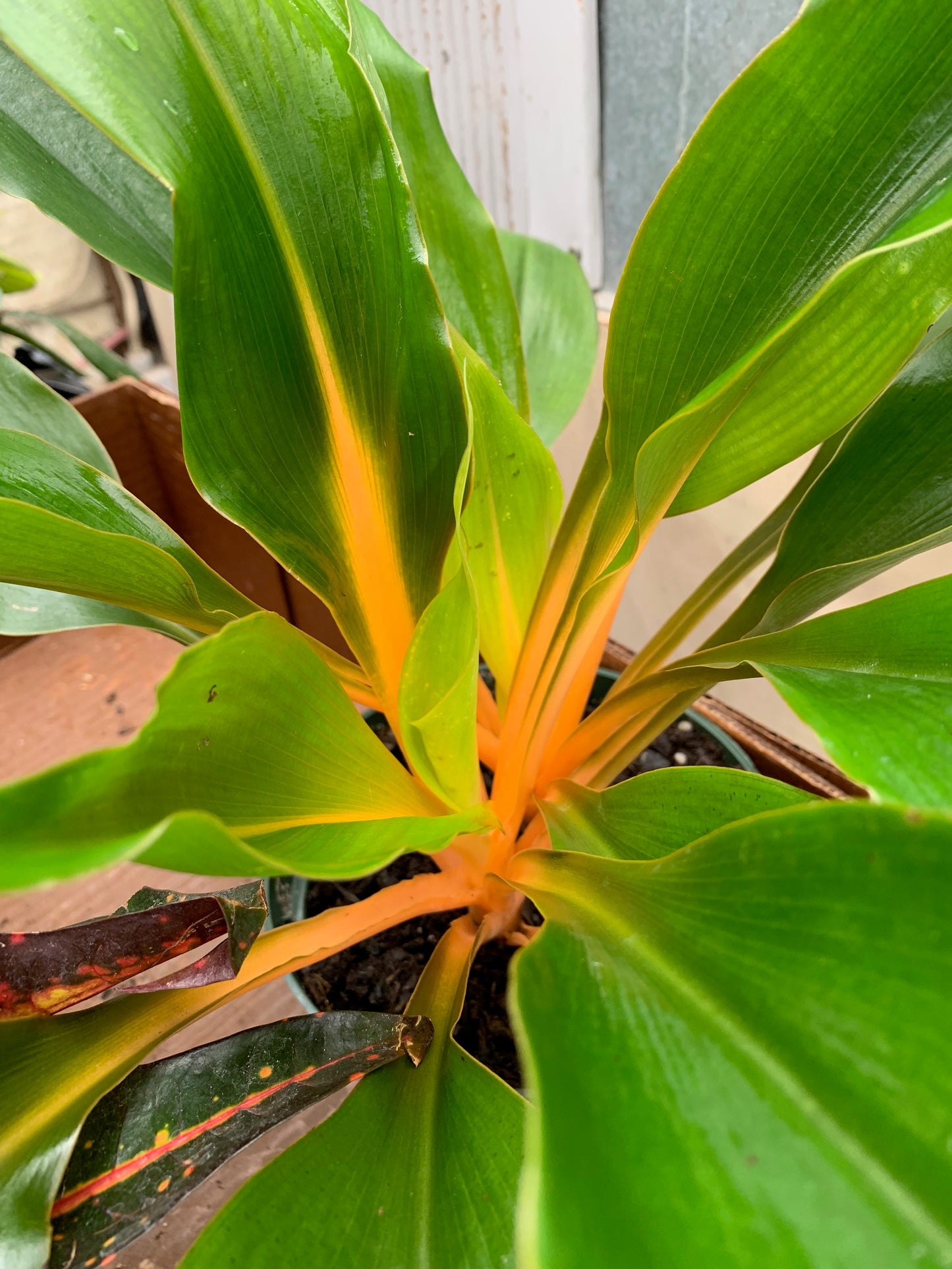 Chlorophytum amaniense Fireflash