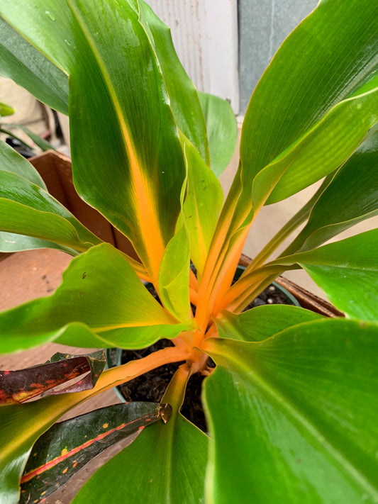 Chlorophytum amaniense Fireflash
