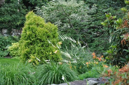 Actaea racemosa