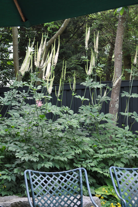 Actaea racemosa