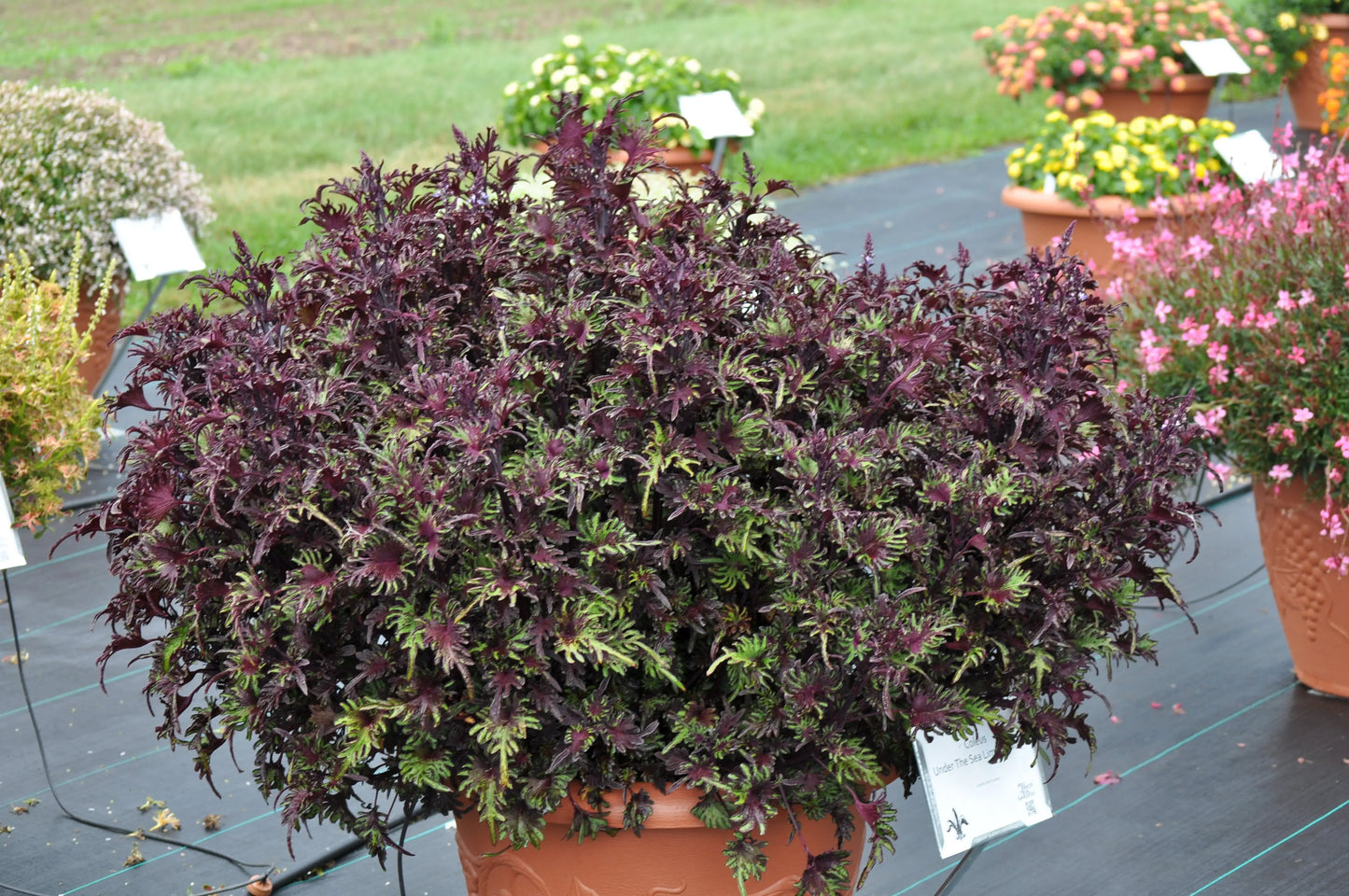 Coleus Lime Shrimp - Mason House Garden