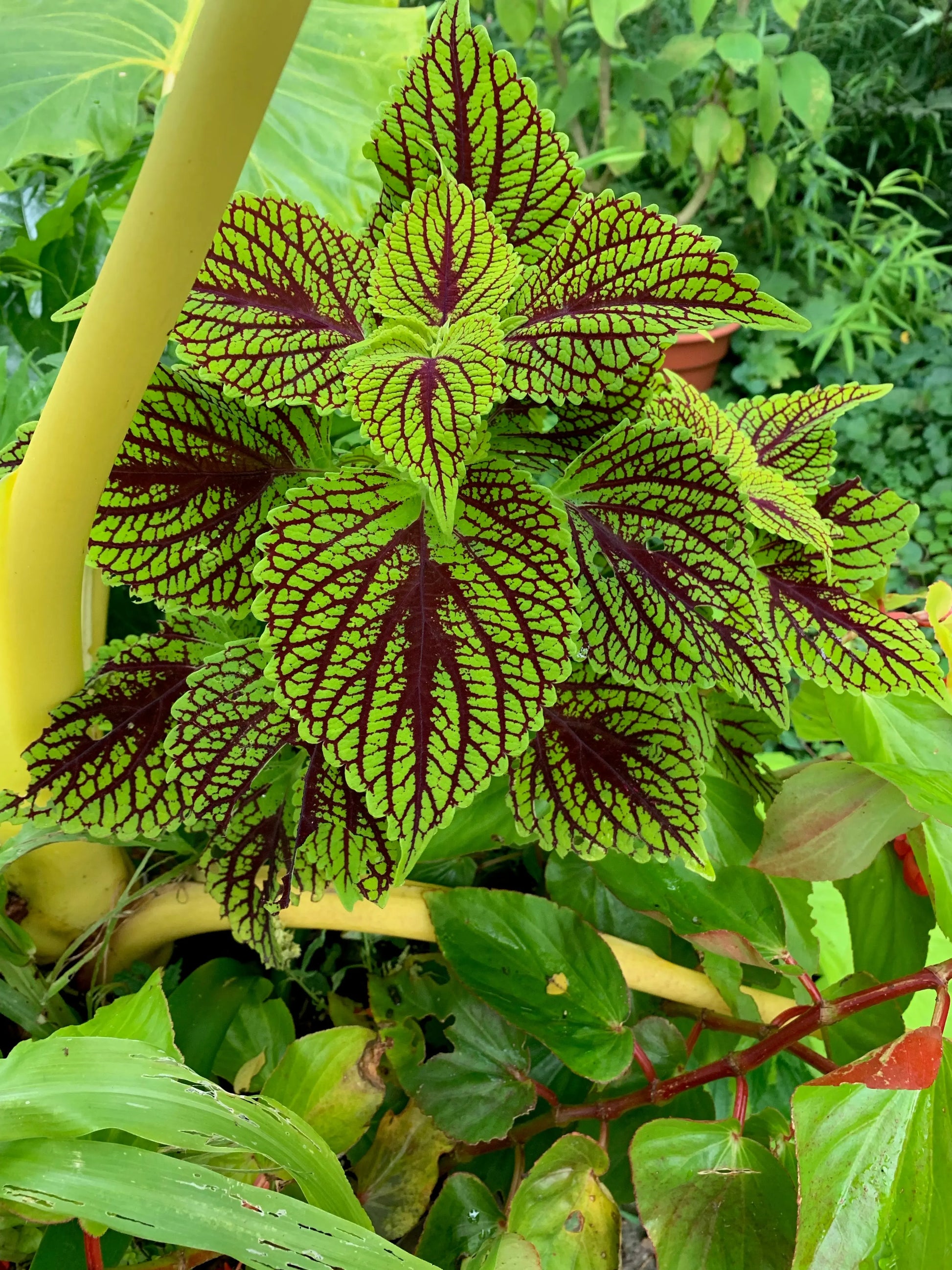 Coleus Coleosaurus - Mason House Garden