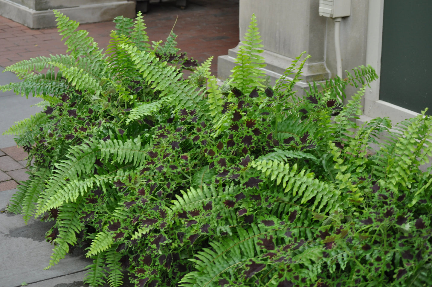 Coleus Inky Fingers - Mason House Garden