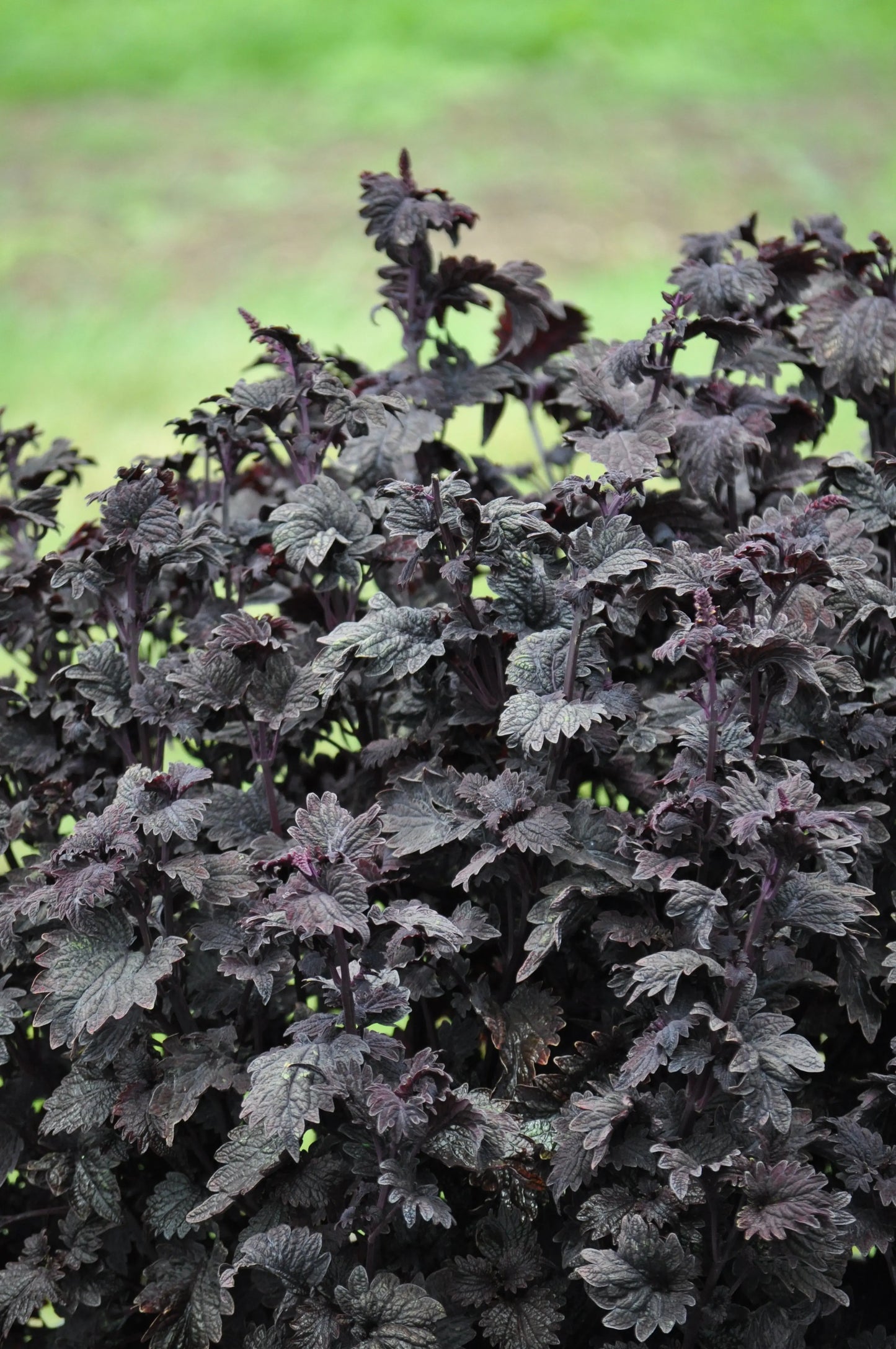 Coleus Midnight Rambler