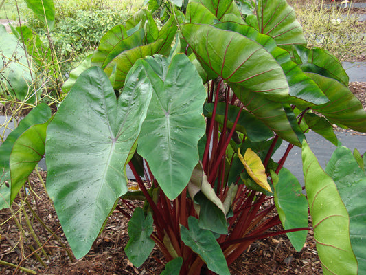 Colocasia Hawaiian Punch