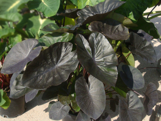 Colocasia Kona Coffee