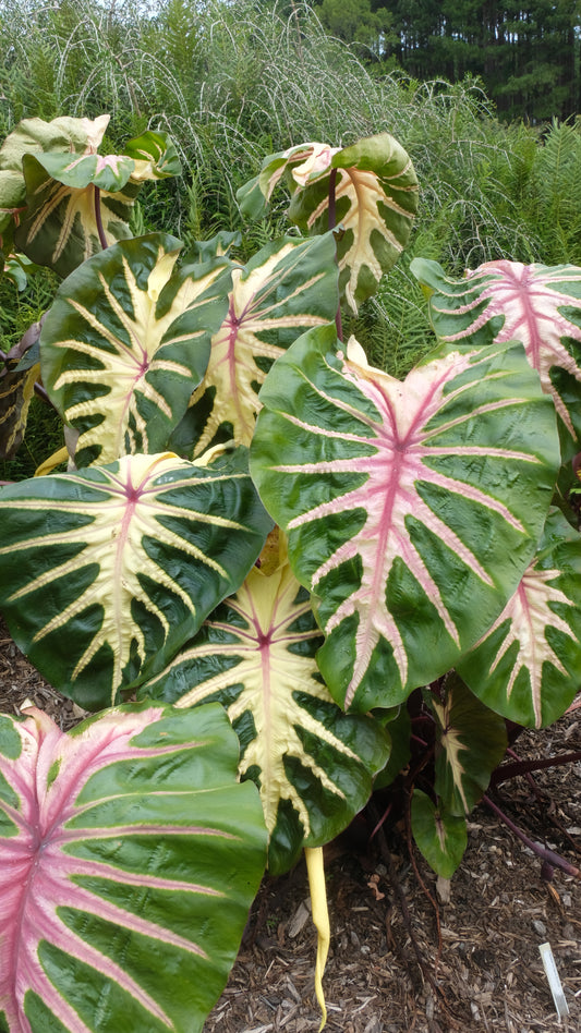 Colocasia Waikiki