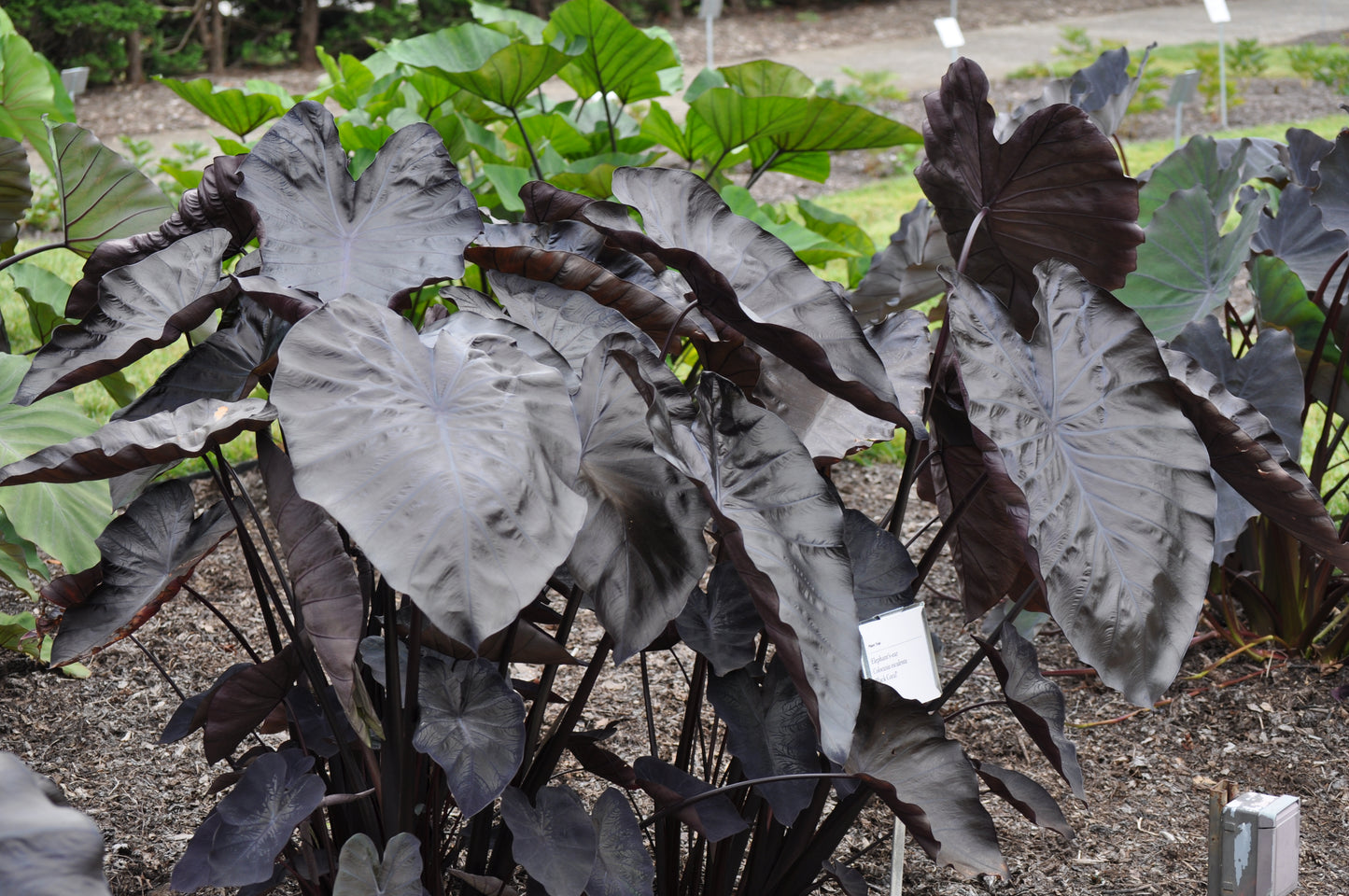 Colocasia Black Coral