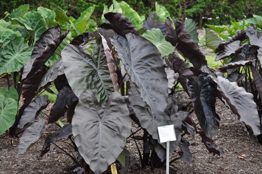 Colocasia Diamond Head