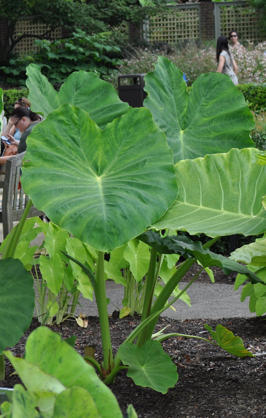 Colocasia esculentea Jack's Giant