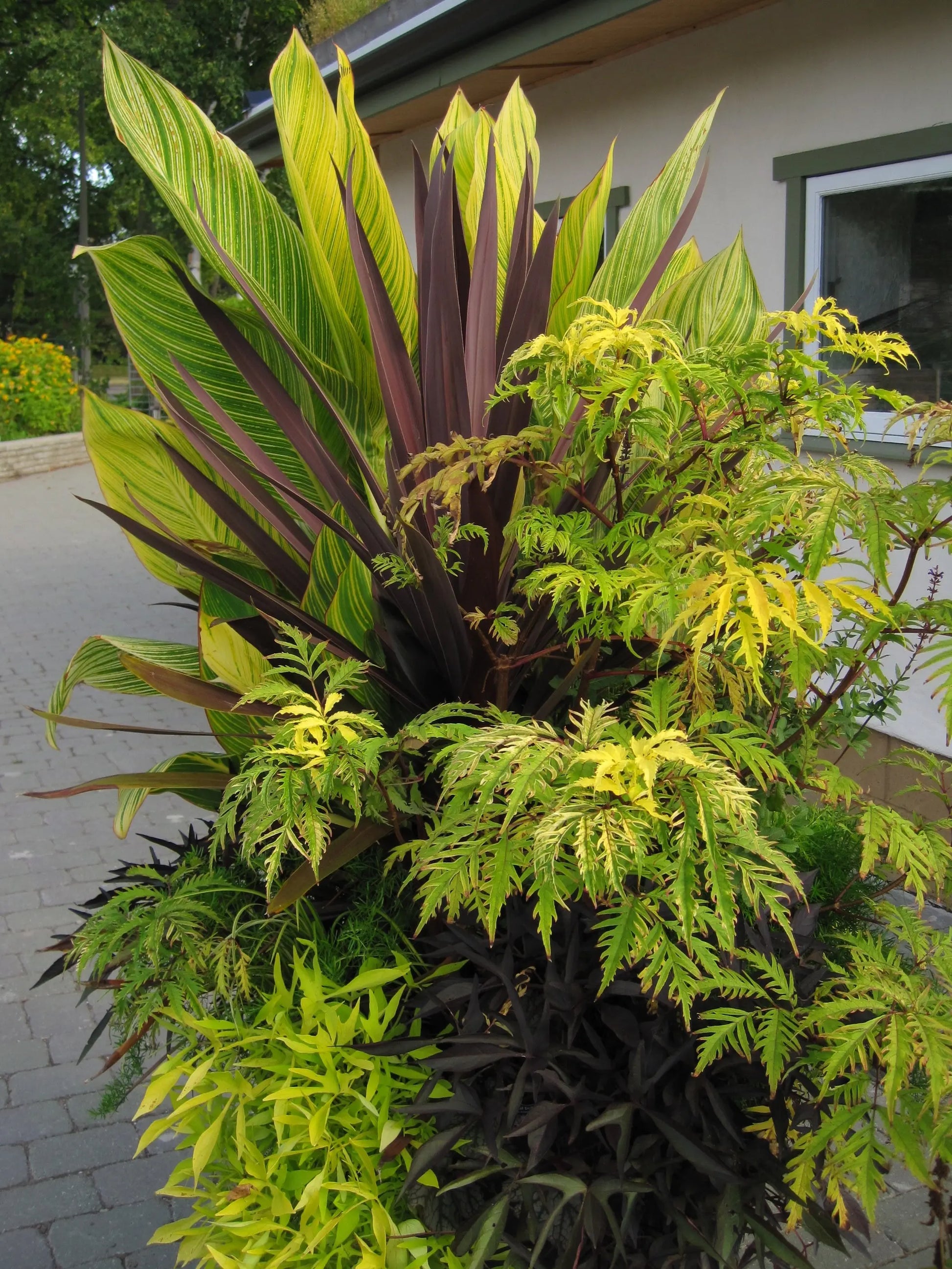 Canna Pretoria - Mason House Garden