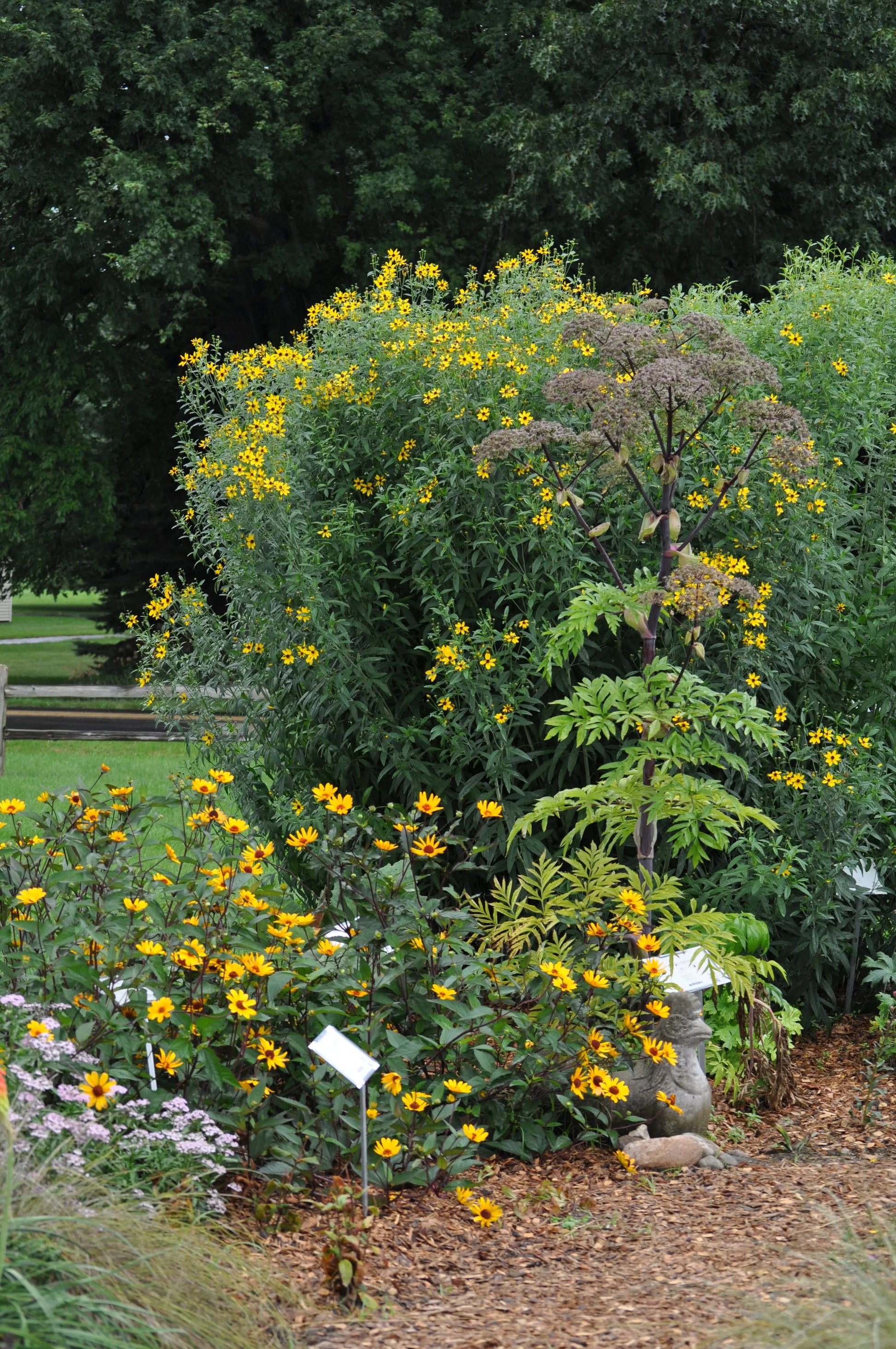 Coreopsis tripteris - Mason House Garden