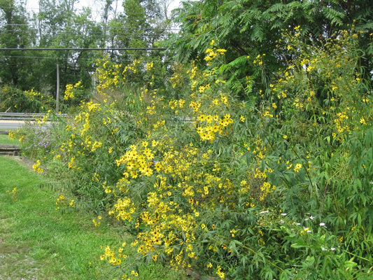 Coreopsis tripteris - Mason House Garden