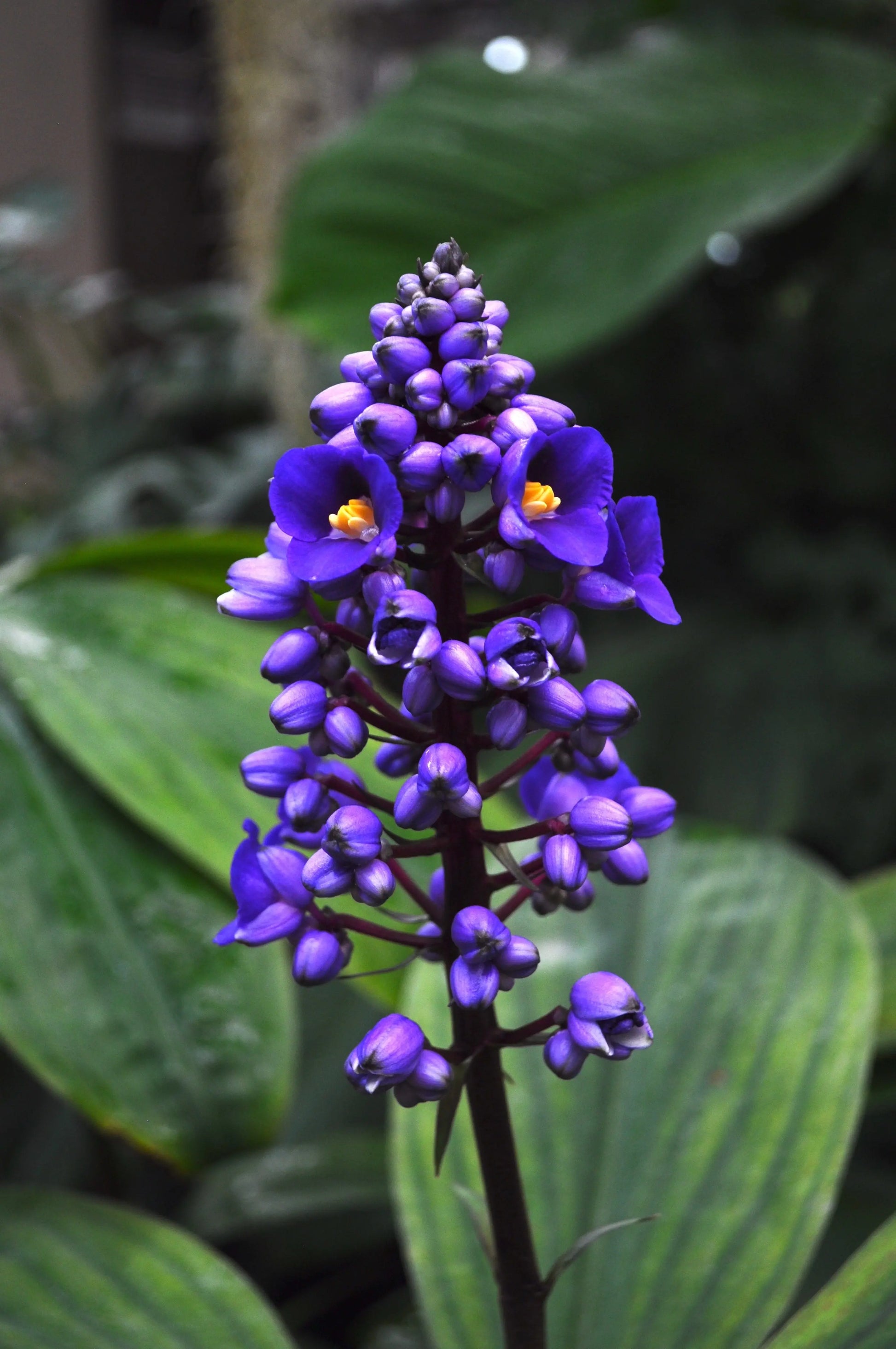 Dichorisandra thyrsiflora - Mason House Garden