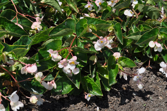Begonia Dragon Wing White - Mason House Garden