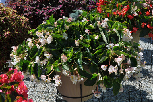 Begonia Dragon Wing White