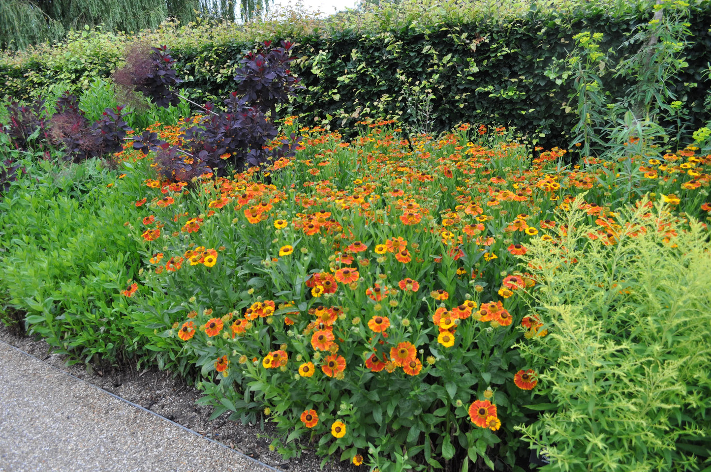 Helenium Sahin's Early Flowerer - Mason House Garden