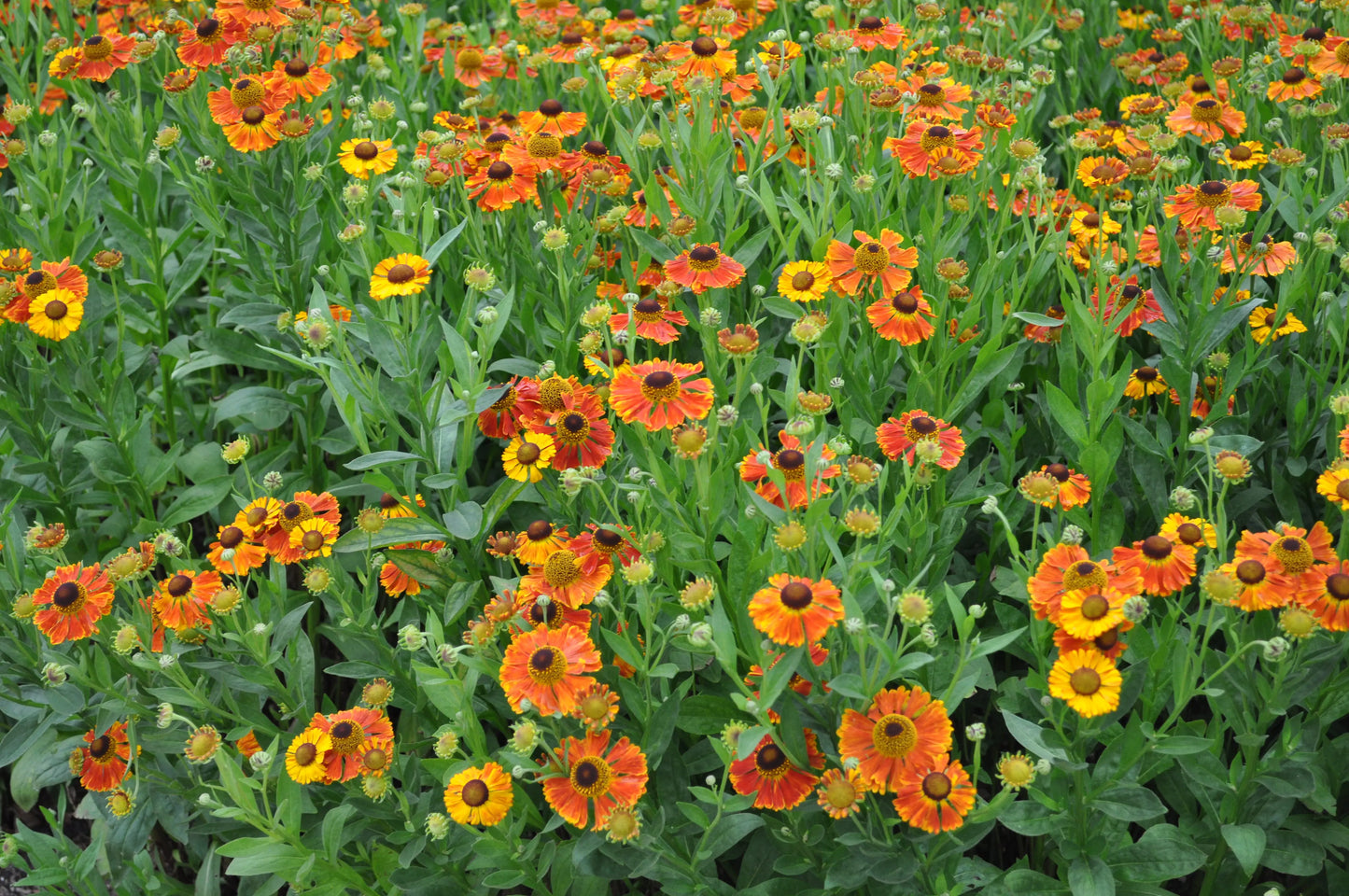 Helenium Sahin's Early Flowerer