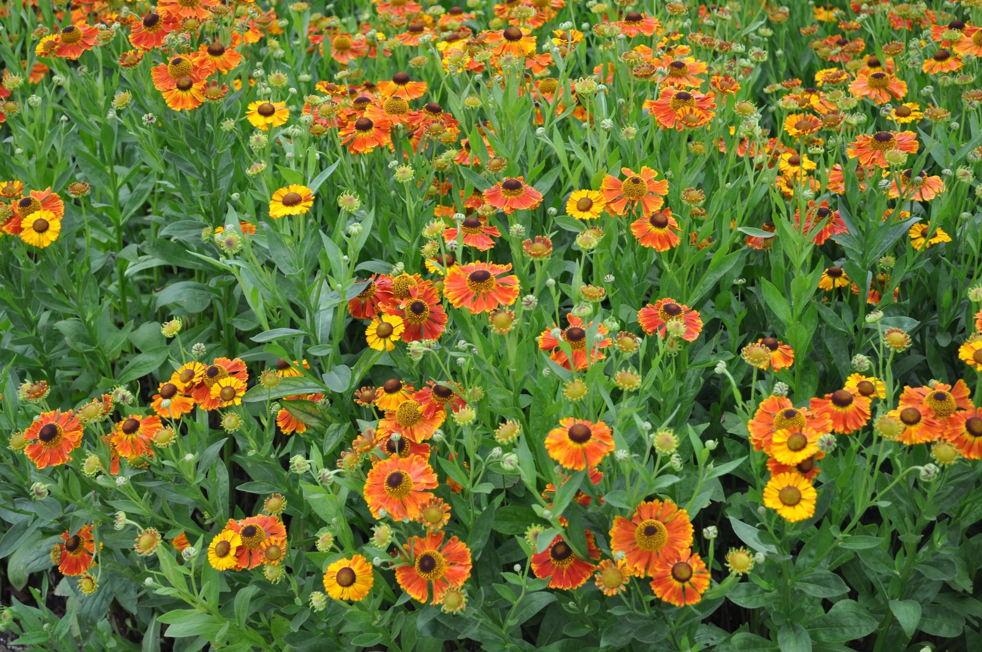 Helenium Sahin's Early Flowerer - Mason House Garden