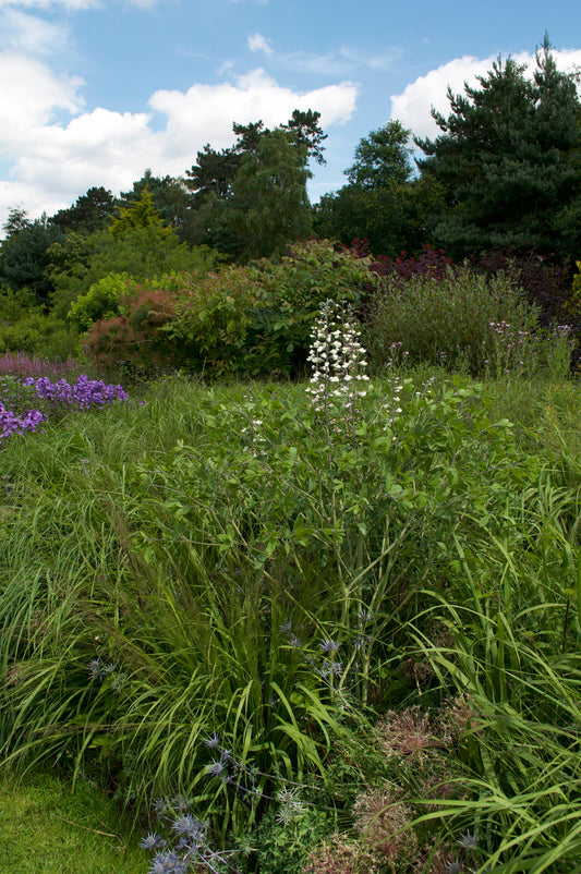 Baptisia alba